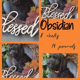 Boy 3 - Saint Berdoodle puppy in St. Maries, Idaho from Casseldoodles @ CasselFarm