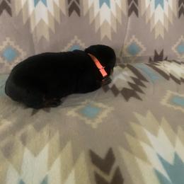 Boy 3 - Black and rust male Rottweiler puppy in Detroit, Michigan from Rottweiler Land