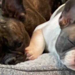 French Bulldogs from Midwest Beautiful Frenchies