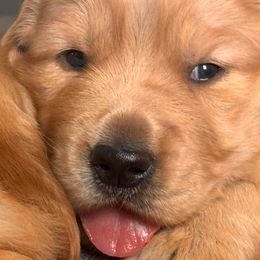Boy 1 - Golden male Golden Retriever puppy in Boring, Oregon from Green Acres Nextgen