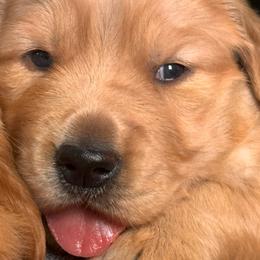 Boy 1 - Golden male Golden Retriever puppy in Boring, Oregon from Green Acres Nextgen