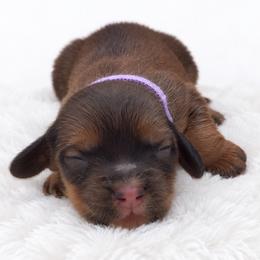 Amara - Red female Dachshund puppy in Fredricktown, Missouri from Ivy Cream Dachshunds