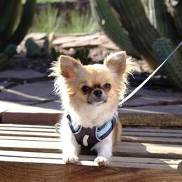 Chihuahua Puppies from Rockstar Chihuahuas