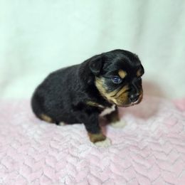 Candy Cane - Black tri-color female Australian Shepherd puppy in Owensboro, Kentucky from JnT's Bluegrass Mini Aussies