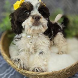 Piper - female Cocker Spaniel puppy in Hartville, Missouri from Petty Paws