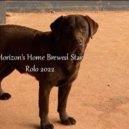 ROLO - Labrador Retriever