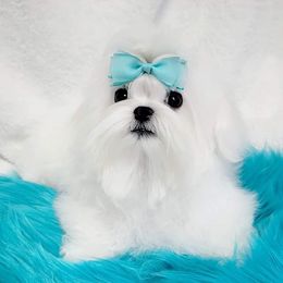 BENNY - Maltese