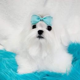 BENNY - Maltese
