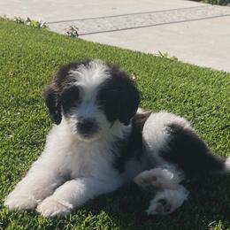 Clark - Black and white male Bernedoodle puppy in Yuba City, California from Ranch House Doodles