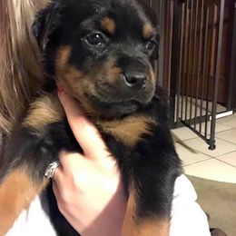 Rottweiler Puppies from RoyaLuxe K9