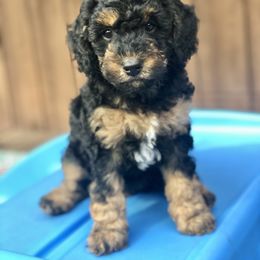 Bernedoodle and Goldendoodle Puppies from Candy Doodles