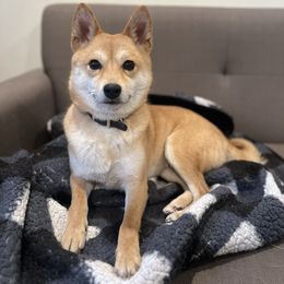 Kiko - Shiba Inu