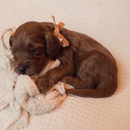 Basil - Red  male Goldendoodle puppy in Georgia from Mother of Golden Doodles