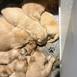 Girl 2 - Golden female Golden Retriever puppy in Maidens, Virginia from Legacy Farm Goldens