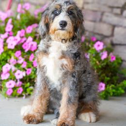 Sephora (socialization program level 2 grad) - Blue merle female Bernedoodle puppy in Dundee, Ohio from Down Home Doodle