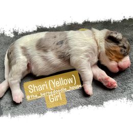 Bernedoodle Puppies from The Bernedoodle House