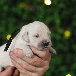 Winston - Light golden male Golden Retriever puppy in Payette, Idaho from Stonewick Retrievers