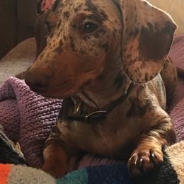 Dachshund All Grown Up from Dynasty Empire Kennels