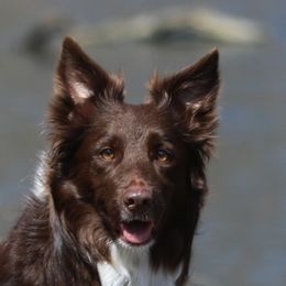 Border Collie puppies from First Harmony Farms