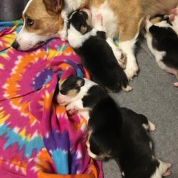Pembroke Welsh Corgi Puppies from Walkabout's Pembroke Corgi's
