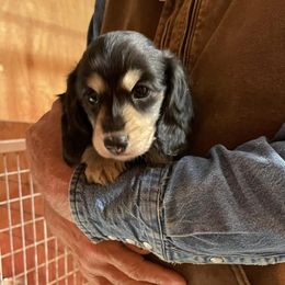 Dachshunds from DeGeer Barking Dog Ranch