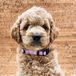 Double Doodle, Labradoodle, and Sheepadoodle Puppies from Mule Mountain Doodles