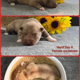 Nami - Red and white female Siberian Husky puppy in Canton, Ohio from Bleu Skies Siberian Huskies