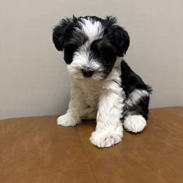 Princess - Parti female Miniature Schnauzer puppy in Charlotte, North Carolina from Marley’s Babies