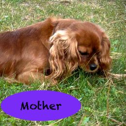 Cavalier King Charles Spaniels from Dorcas Hooks