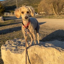 Chippy - Goldendoodle