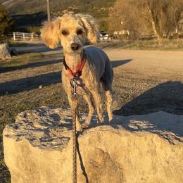Chippy - Goldendoodle