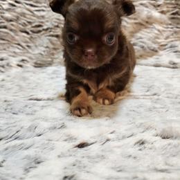 Chocolate, tan, white 2 - Chocolate male Chihuahua puppy in Richmond, Virginia from Breens