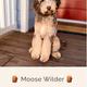 Moose