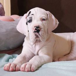 Magnolia - Great Dane