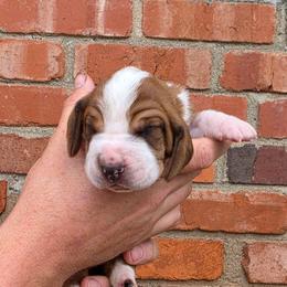 Porter - Mahogany and white male Basset Hound puppy in Bellaire, Ohio from Blessed Bassets