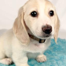 Pepperjack - Cream male Dachshund puppy in Sacramento, California from MiniDoxPups
