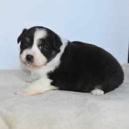 Malia - Black tri-color female Australian Shepherd puppy in Jameson, Missouri from Sky Creek