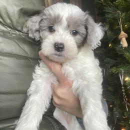 Oleander - Parti female Goldendoodle puppy in Eaton, Ohio from Dezi’s Sonshine Doodles