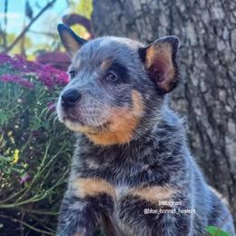 (Purple) Dolly - Blue speckled female Australian Cattle Dog puppy in Burleson, Texas from Bluebonnet Heelers