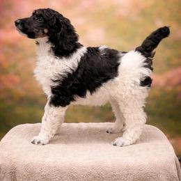 Marge - Parti female Poodle puppy in Washington, Pennsylvania from Patriotic Poodles