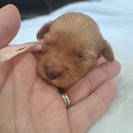 Pink Girl - Yellow and white female Bernedoodle puppy in Lafayette, Alabama from Williams Lake Doodles