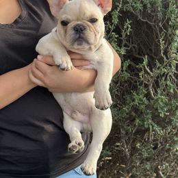 French Bulldog and Labrador Retriever Puppies from Desiree Ortiz's French Bull Dogs and Labrador Retrievers