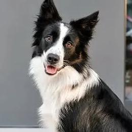Border Collies and Dachshunds from Pistol Ridge Ranch