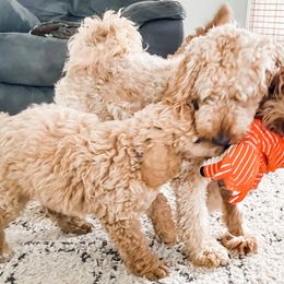 Goldendoodles from Goldendoodles by Design