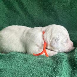 Boy pick 6 - Light golden male Golden Retriever puppy in Waterford, Pennsylvania from Living on Faiths Golden Retrievers