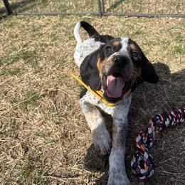 Willow - Blue ticked and tan female Bluetick Coonhound puppy in Mount Pleasant, Texas from Harmons Hounds
