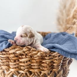 Blessing - Parti male Goldendoodle puppy in Russell Springs, Kentucky from Milk & Honey Doodles