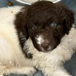 Zena - female Newfypoo puppy in San Antonio, Texas from Mammoth Doodles
