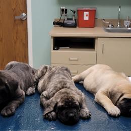Mastiff Puppies from Stoneheart Mastiffs