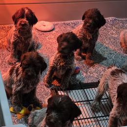 Boy 1 - Brown and gray male Wirehaired Pointing Griffon puppy in Maiden, North Carolina from Saint Barbara's Wirehaired Pointing Griffons